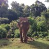 LDHE - elephant 3 - photoArnaudBouquet