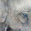 LDHE - elephant - photoArnaudBouquet