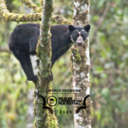 The secret life of the Andean Bear