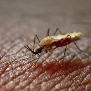Fighting Malaria
