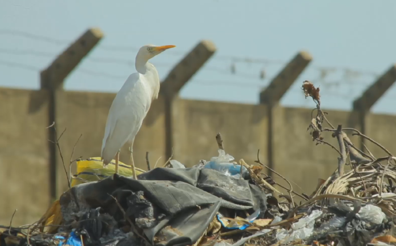 Africa : plastic bags war