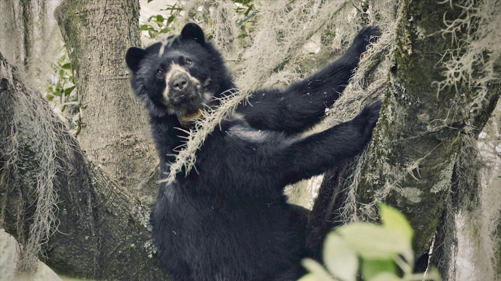 The secret life of the Andean Bear