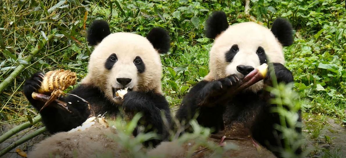 Quatre Saisons chez les Pandas