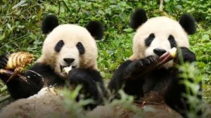 Quatre Saisons chez les Pandas